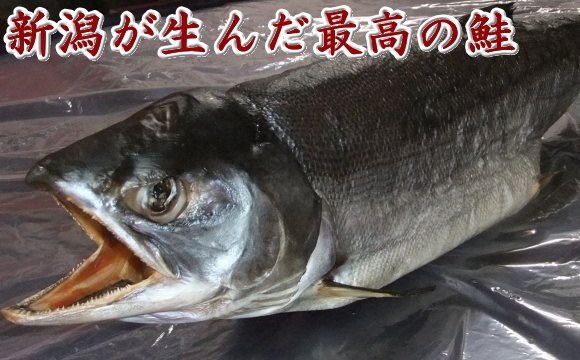新潟が生んだ最高の鮭